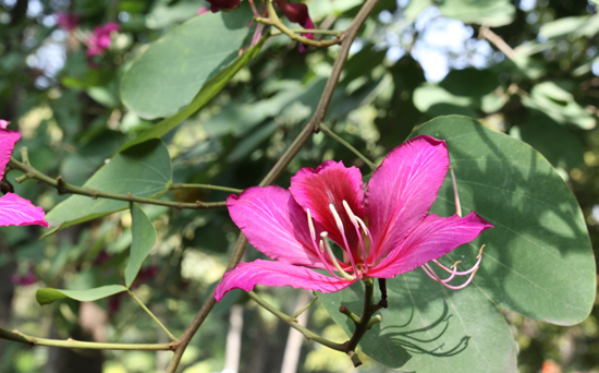 苏木科紫荆花(bauhinia blakeana dunn 又名红花羊蹄甲