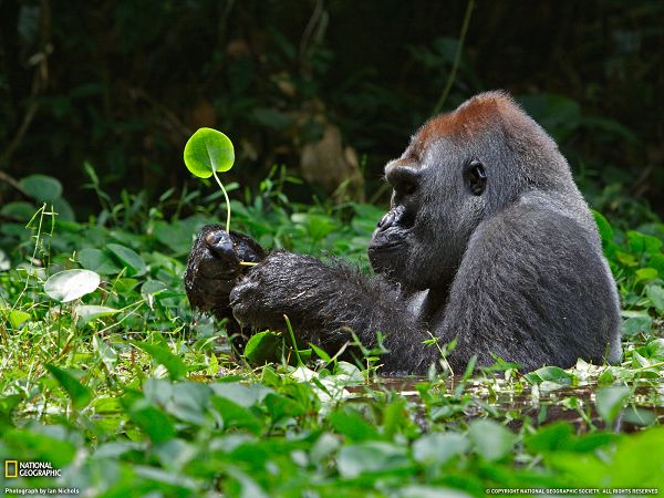 非洲银背大猩猩(silverback gorilla):为了给自己补充"燃料",这只银背