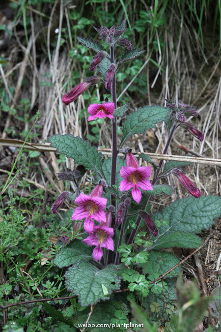 天目地黄(rehmannia chingii)