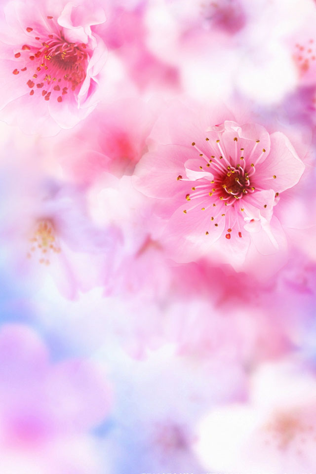 美丽花卉甜蜜浪漫花语iphone壁纸