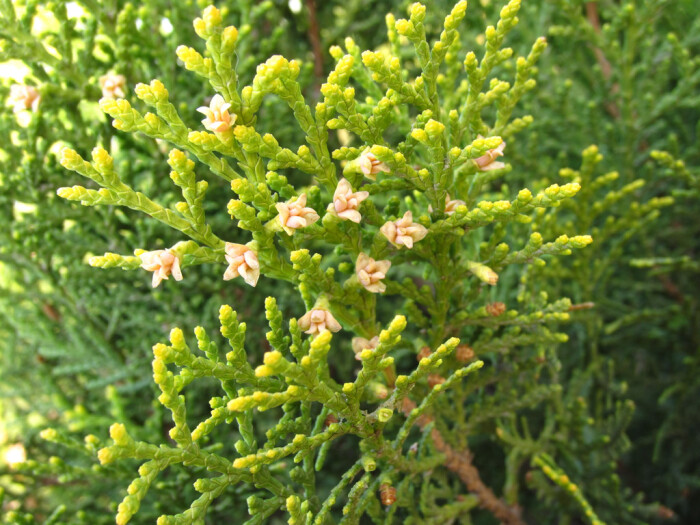 柏科cupressaceae 侧柏属