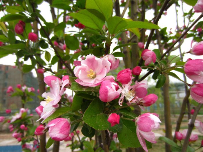 西府海棠(学名:malus micromalus)为蔷薇科苹果属的植物