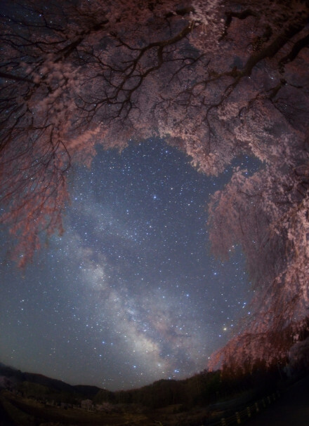 星空下的樱花,怎一个美字了得