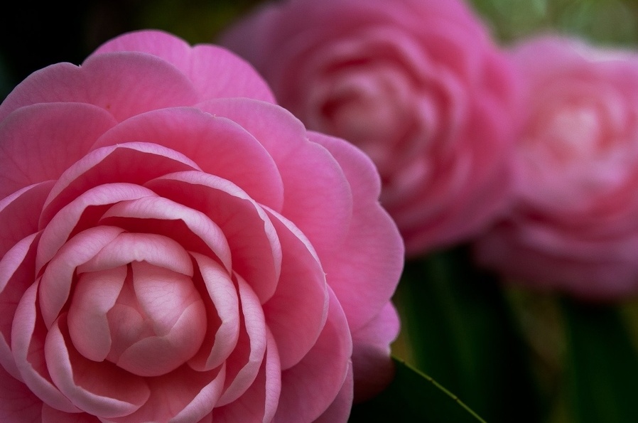 茶花,又名山茶花(学名:camellia japonica,山茶科植物,属常绿灌木和