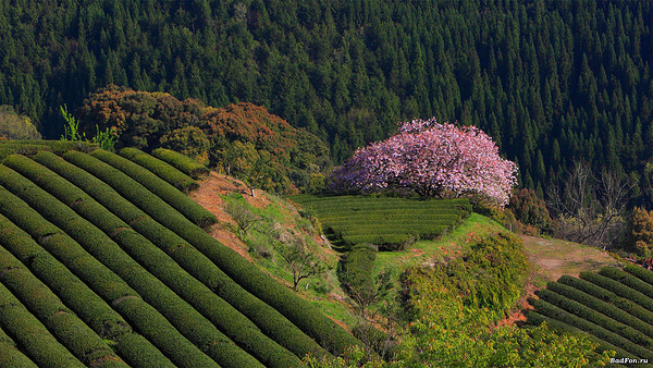 日本茶园