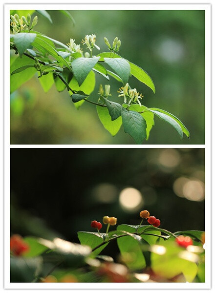 小叶忍冬,忍冬科.灌木,花柄长,花的形状看起来更清爽.