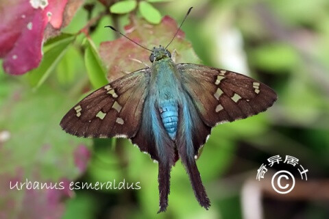 长尾弄蝶 long-tailed skipper