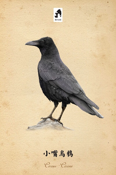 与秃鼻乌鸦的区别在嘴基部被黑色羽,与大嘴乌鸦的区别在于额弓较低,嘴