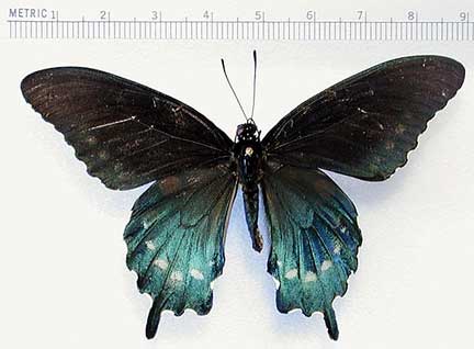 美洲蓝凤蝶 pipevine swallowtail