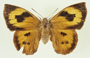 拟蛾小灰蝶 moth butterfly