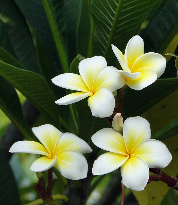 鸡蛋花 