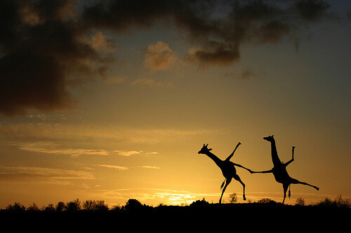 正因为我们都不完美,我们才会彼此需要.,温馨,风景,长颈鹿,黄昏
