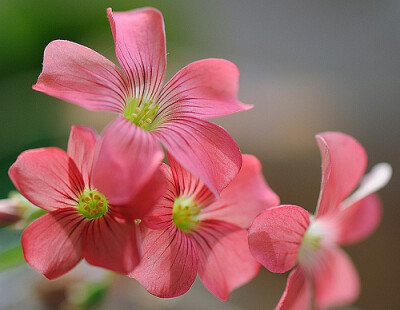 oxalis corymbosa "debilis" 红花酢浆草"柔弱"