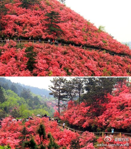 什么叫漫山遍野的春天?什么叫山花烂漫的世界?