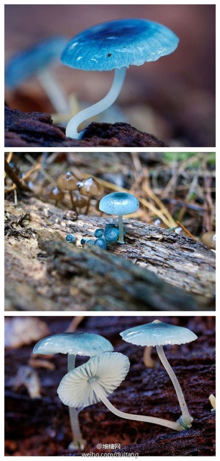 自然界中的「炫蓝蘑菇」mycena interrupta,俗称「精灵的梧桐,是