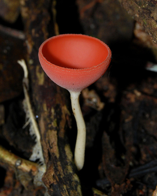 橘黄刺杯菌(cookeina speciosa)是sarcoscyphaceae杯真菌的属,其中的