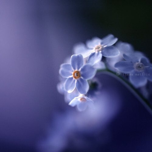 朦胧的花朵