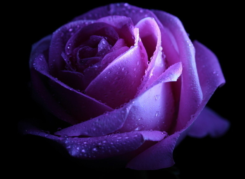 【玫瑰】紫玫瑰花语:珍贵的爱