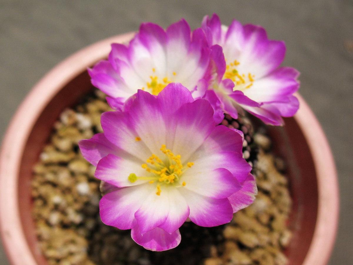 mammillaria luethyi松针牡丹