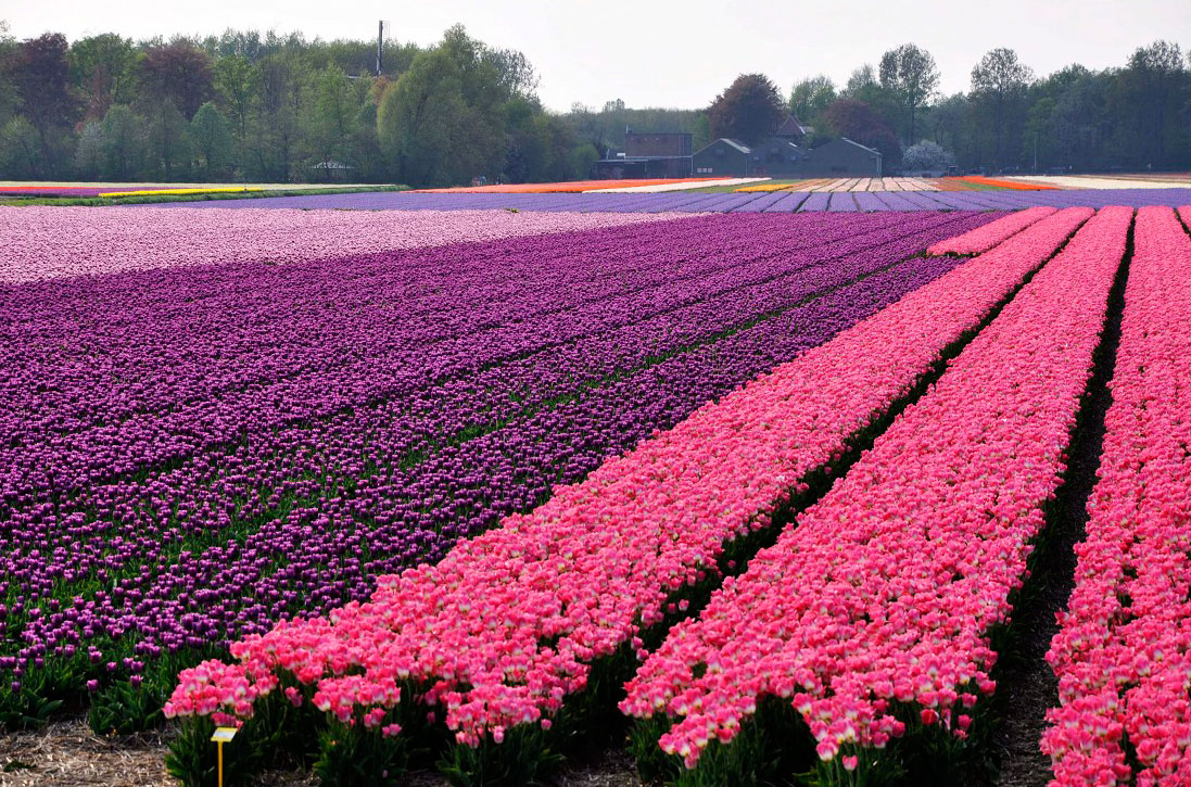 郁金香花海