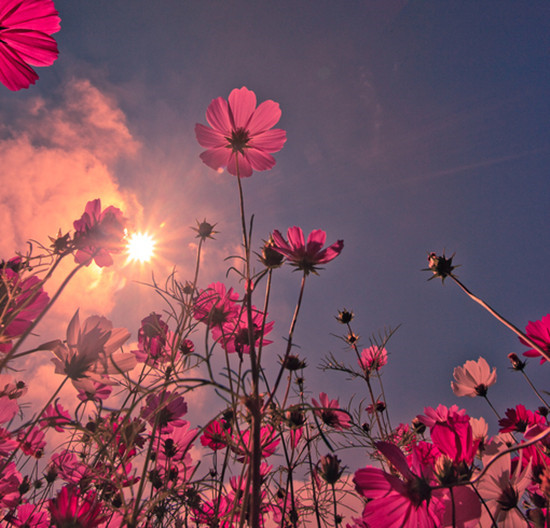 格桑花,中文学名:波斯菊.拉丁学名:cosmos bipinnatus cav.