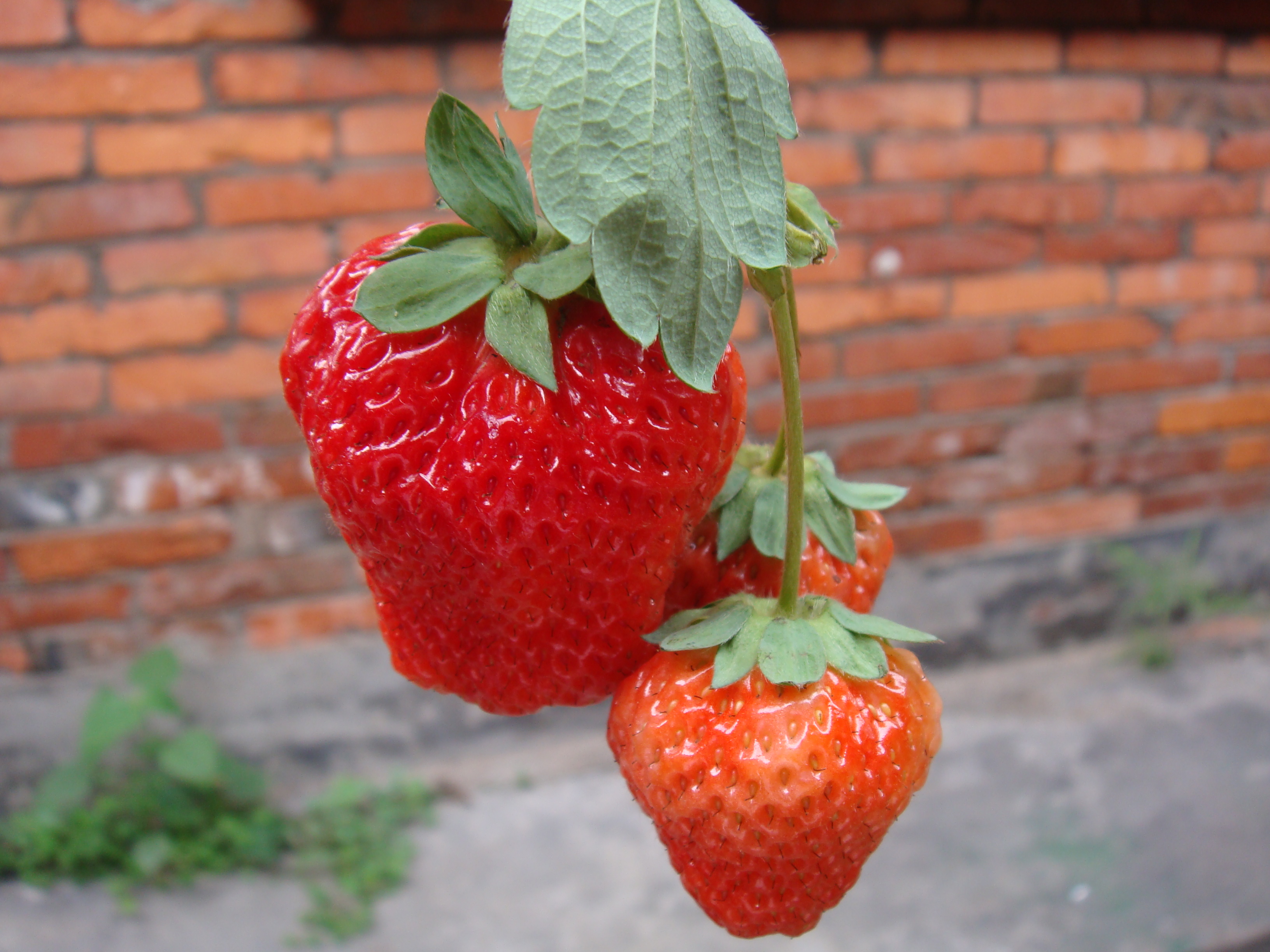 这颗草莓真的好大好大好大滴…哼哼~照片可能看不出来,大的那颗足有