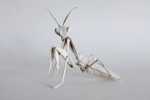 sipho mabona的昆虫折纸