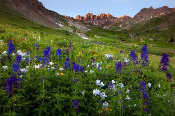 高山花海