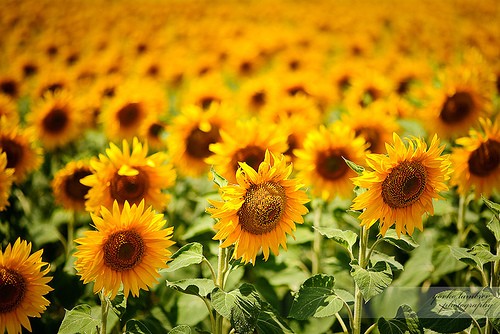向日葵(英文:Sunflower,学名:Helianthu…-堆糖,美