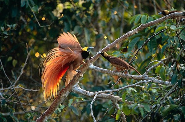 birds是一种珍奇鸟类,栖息在西太平洋和澳大利亚北部地区的热带岛屿