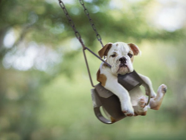 english bulldog puppy.