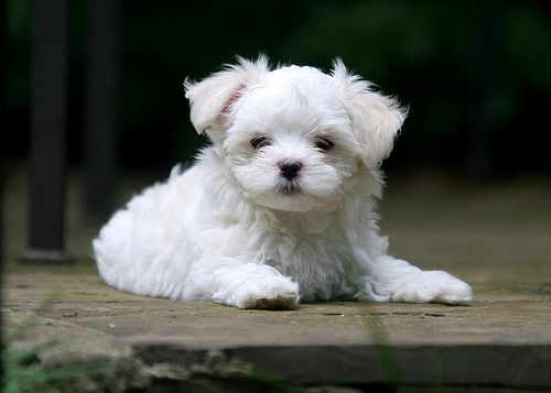 white puppy