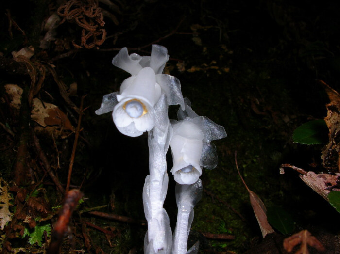 水晶兰 又名梦兰花,水兰草 它不是兰花,也不是蕈类,是属于鹿蹄草科