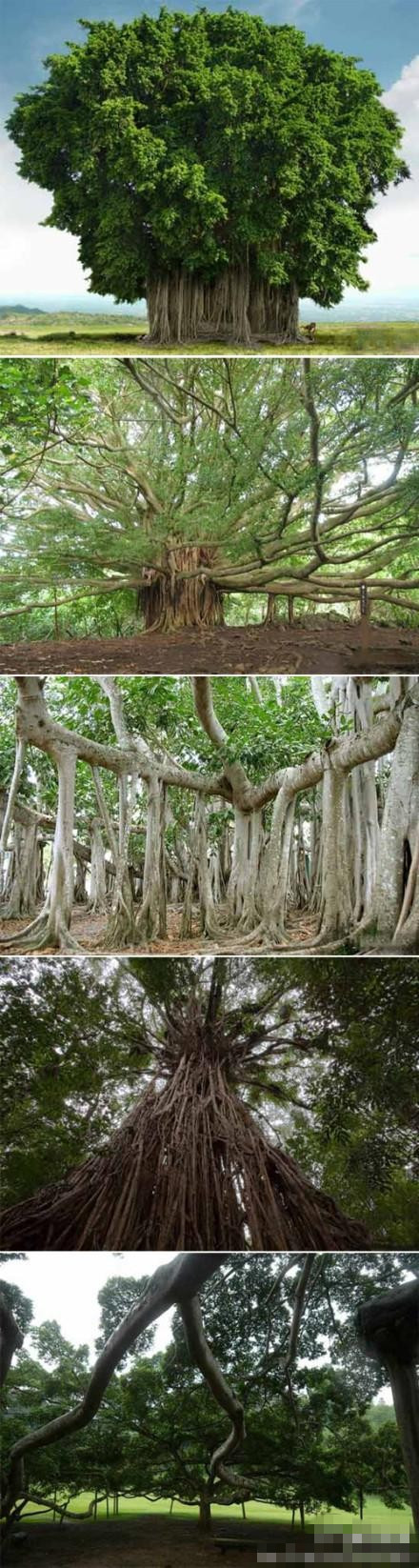 摄影 旅行风景 植物/花卉【世界上树冠最大的树】孟加拉榕树是世界