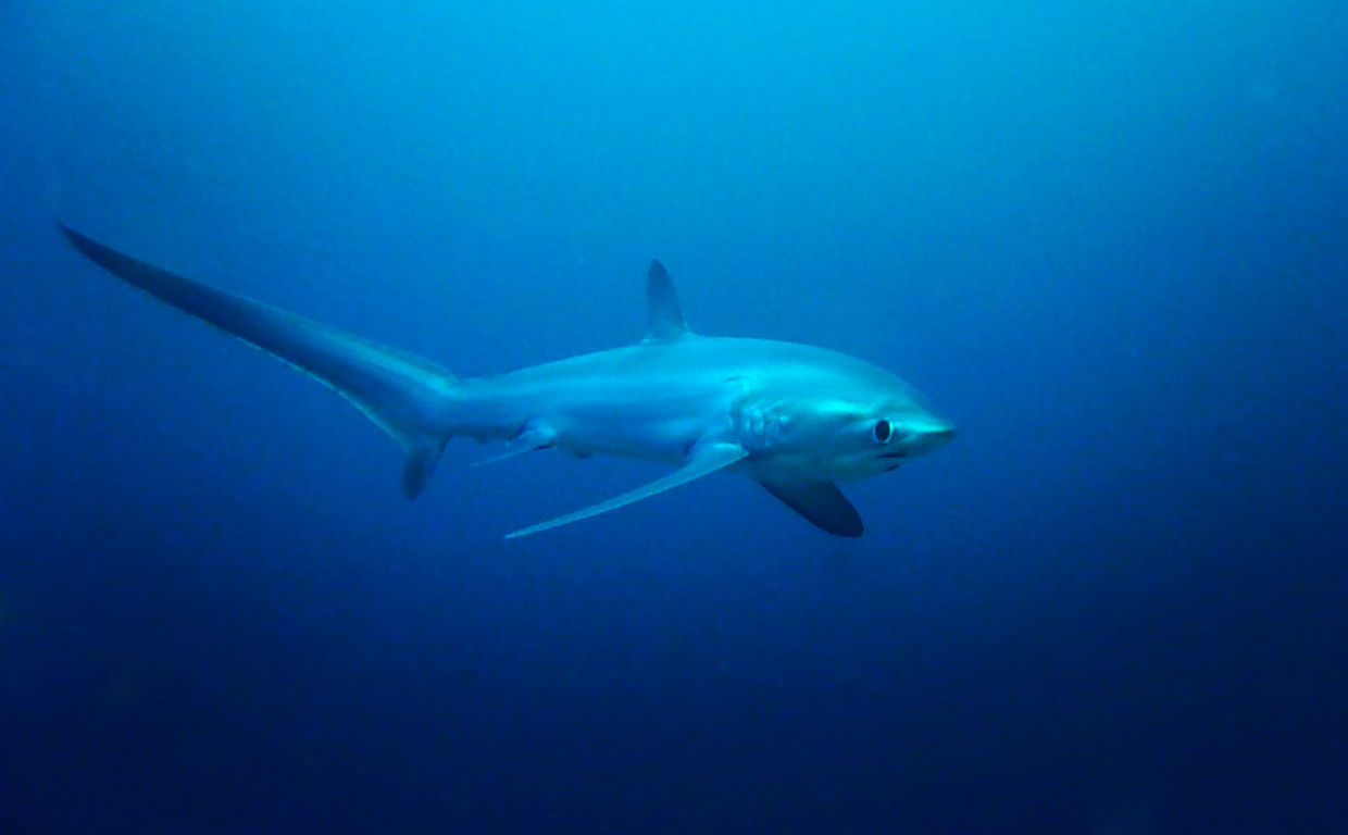 【malapascua潜水照】长尾鲨,来张近点的.