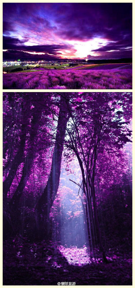 神秘的紫色仙境