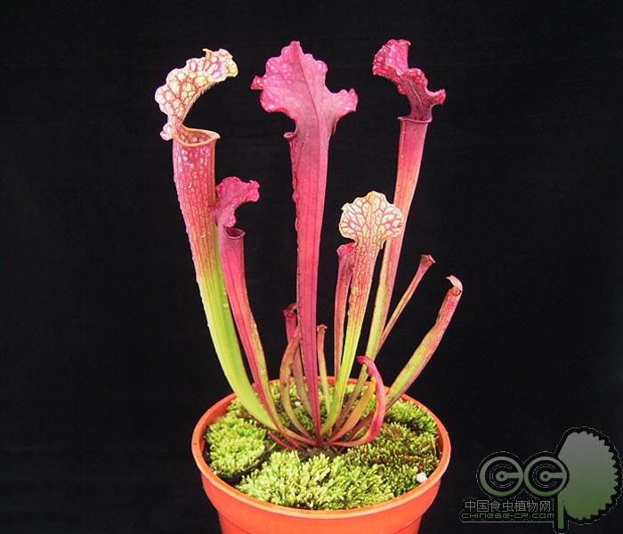 瓶子草 科食虫植物包括瓶子草属(sarracenia),眼镜蛇瓶子草属(darling