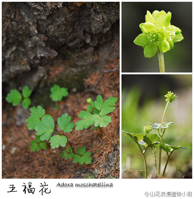 五福花,五福花科,五福花属.讨喜的名字,铺在林下地面,常常成群生长.