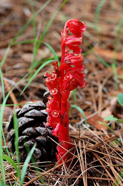 水晶兰 monotropa 它们其实并不是兰花,而属于鹿蹄草科,有颜色或不