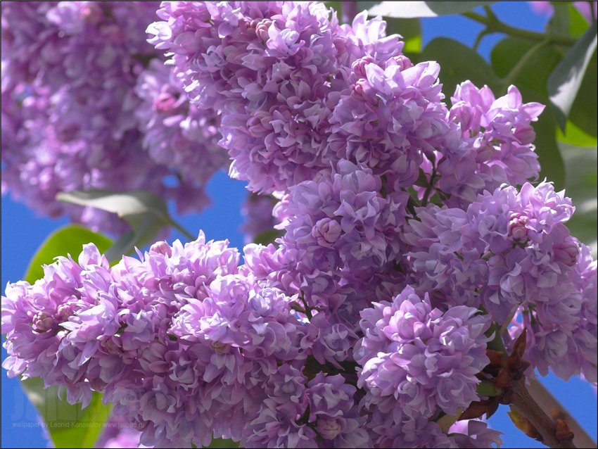 英文名字 :lilac 中文学名 : 丁香 拉丁语学名: syringa oblata