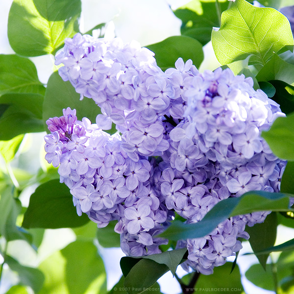 花序硕大,开花繁茂,花色淡雅,芳香,习性强健,栽培简易,因而在园林中