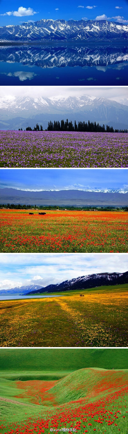 伊犁花海