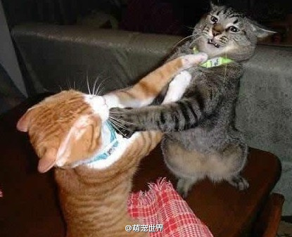 你松手,你松手我就松手