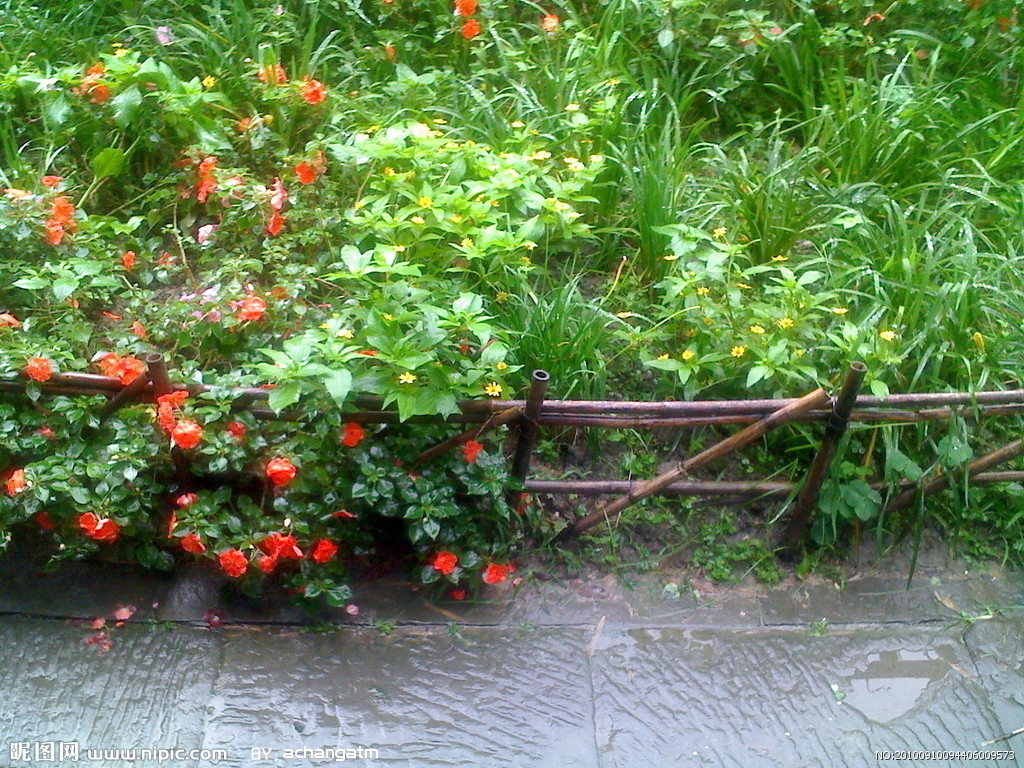 雨后清晨的活水公园摄影图__花草_生物世