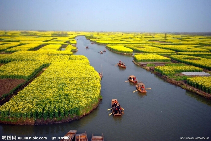 江苏兴化油菜花摄影图__田园风光_自然景