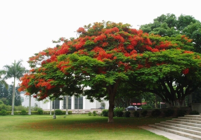 凤凰木(delonix regia),豆科凤凰木属的植物,凤凰木因鲜红或橙色的