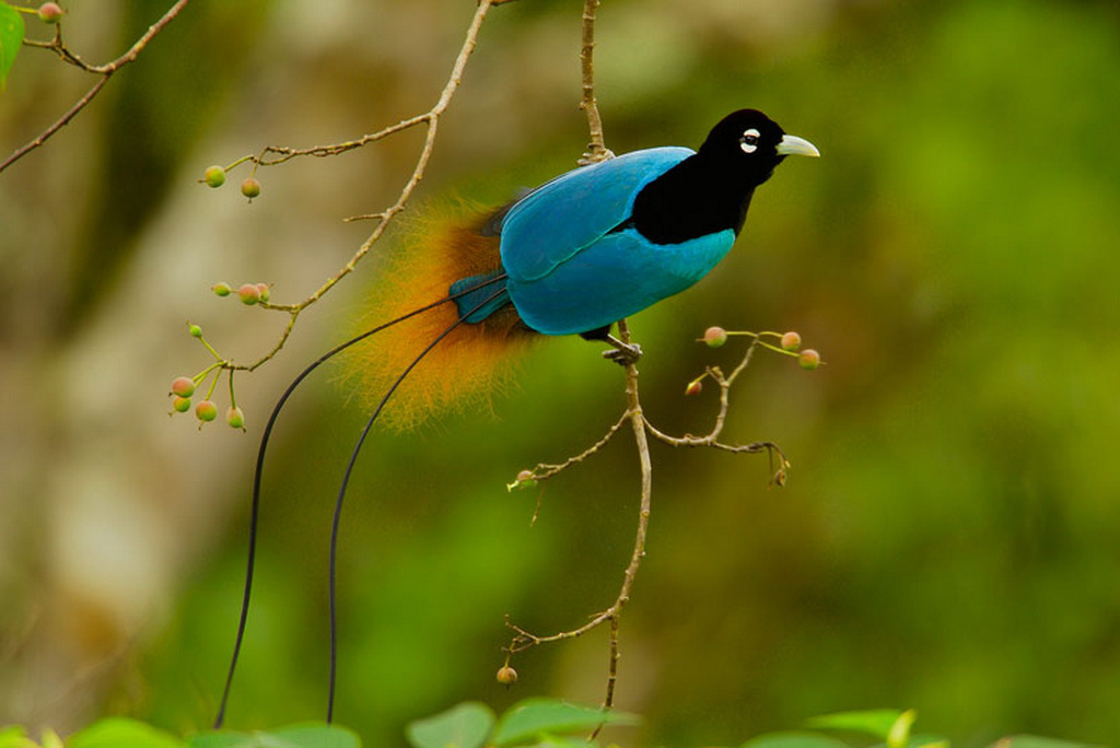 天堂鸟(birds of paradise),又名极乐鸟,太阳鸟,风鸟,雾鸟.