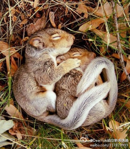 森萌宠#松鼠宝宝在妈妈的怀抱里睡得好安心,瞬间被治愈了