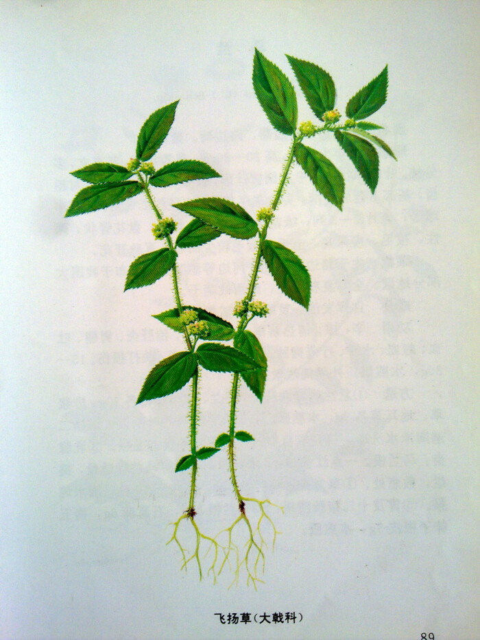 飞扬草 