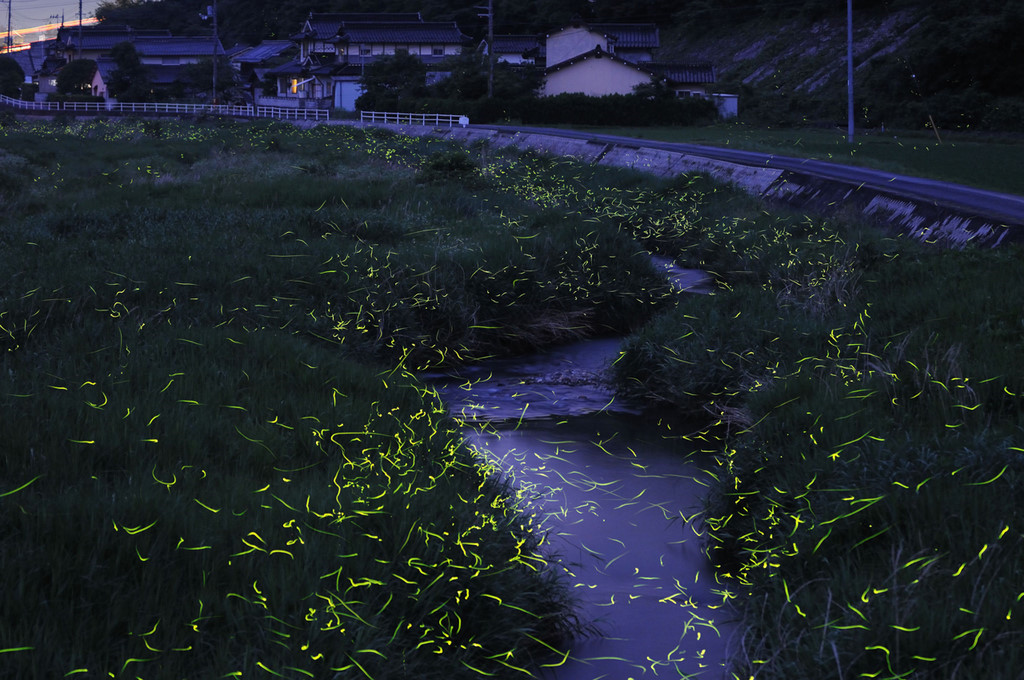 日本摄影师 tsuneaki hiramatsu 的萤火虫作品,拍于 冈山県,采用了多